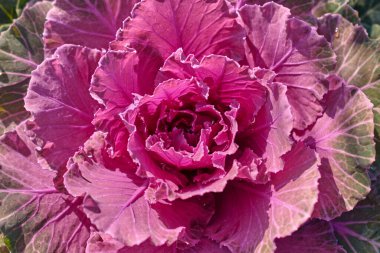 Dekoratif dekoratif brassica oleracea, çeşitli güvercin kırmızısı, sonbahar buketi. Sonbahar botanik bahçesinde rengarenk lahanalar.