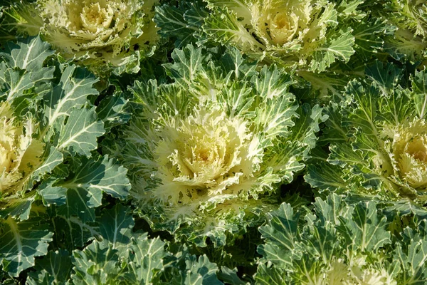 Decoratieve Samenstelling Van Verse Decoratieve Brassica Oleracea Herfst Boeket Veelkleurige — Stockfoto