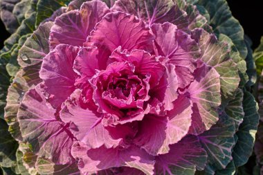 Dekoratif dekoratif brassica oleracea, çeşitli güvercin kırmızısı, sonbahar buketi. Sonbahar botanik bahçesinde rengarenk lahanalar.