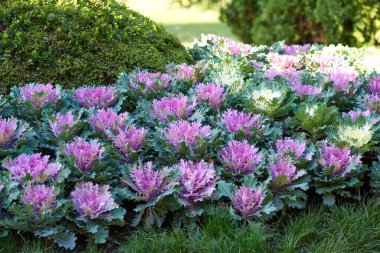 Taze dekoratif brassica oleracea dekoratif bileşimi, sonbahar buketi. Sonbahar botanik bahçesinde rengarenk lahanalar.
