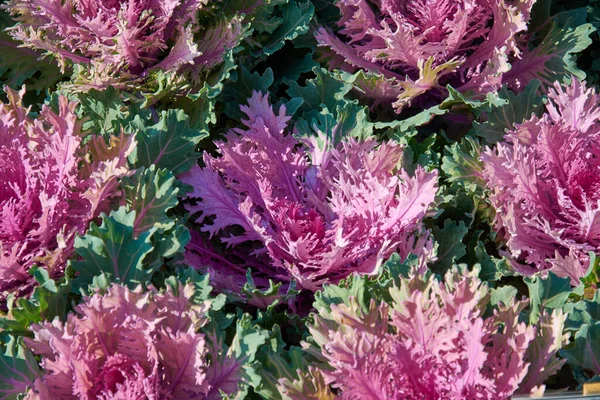 Composição Decorativa Brassica Decorativa Fresca Oleracea Variedade Coral Queen Buquê — Fotografia de Stock
