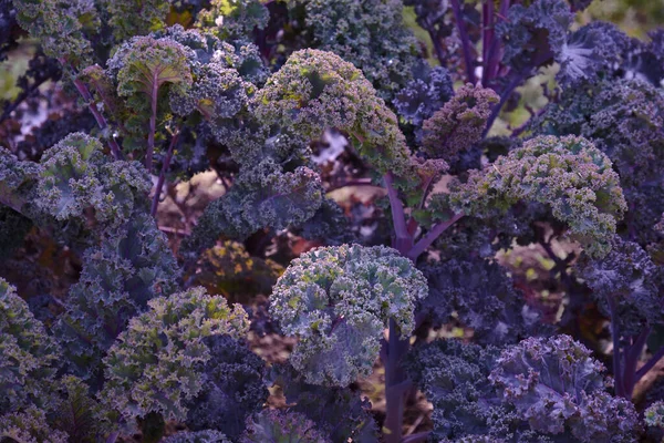 Dekorative Zusammensetzung Aus Frischen Dekorativen Brassica Oleracea Sorte Curly Scarlet — Stockfoto