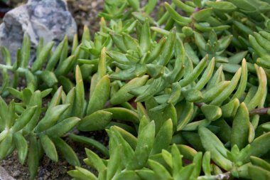 Sedum nussbaumerianum acı, Coppertone Stonecrop düşük büyüyen, daimi sulu bir çalıdır. Süslü ev bitkisi.