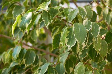 Ficus benjamina L. variegata - dekoratif yaprak döken her zaman yeşil ağaç. Güzel klasik kapalı yer bitkisi..