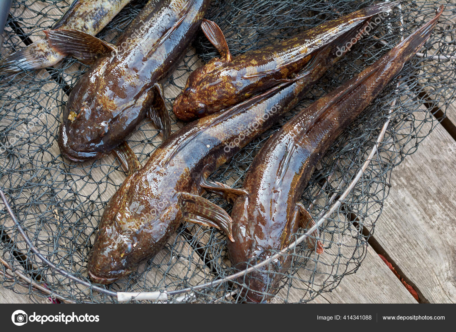 https://st4.depositphotos.com/8525010/41434/i/1600/depositphotos_414341088-stock-photo-amateur-fishing-fresh-fish-fishing.jpg