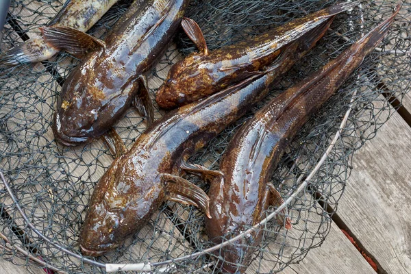 Amatőr Halászat Friss Hal Halászhálóban Fekete Tenger Gébjének Fogása Gobiidae — Stock Fotó