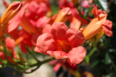 Hırvatistan 'da 2014 yazında çiçekler