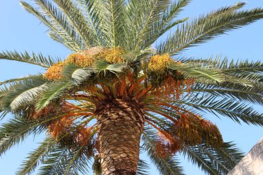 2014 yazında Korcula Hırvatistan 'da palmiye ağacı