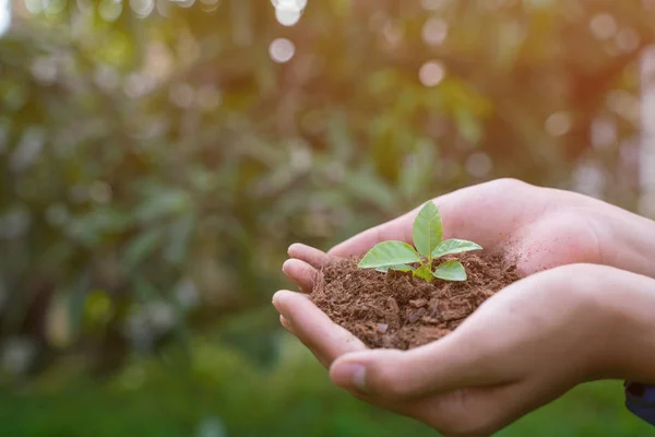 Close Plant Hands — Stock Photo, Image