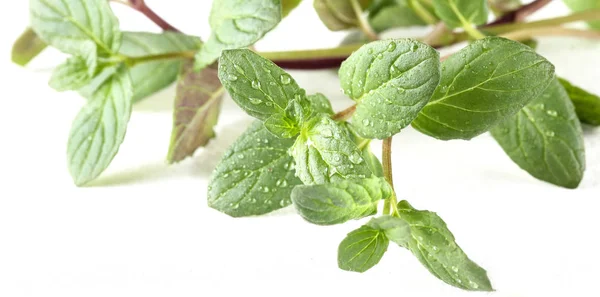 mint plant fresh lies on a white background