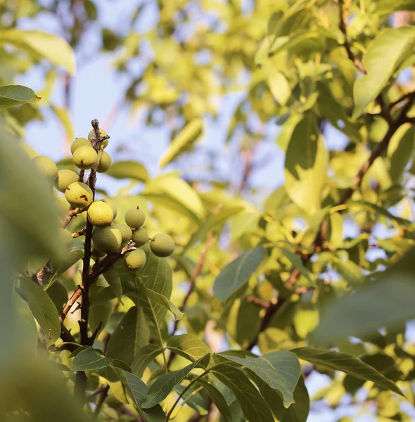 walnut walnut tree grows on a tree