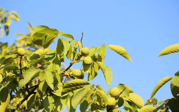 walnut walnut tree grows on a tree