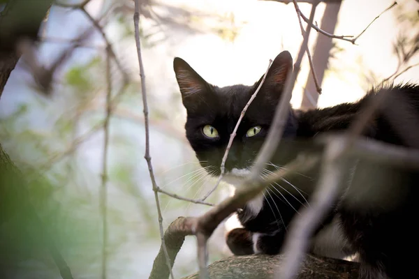 the cat black sits on a tree like a bird