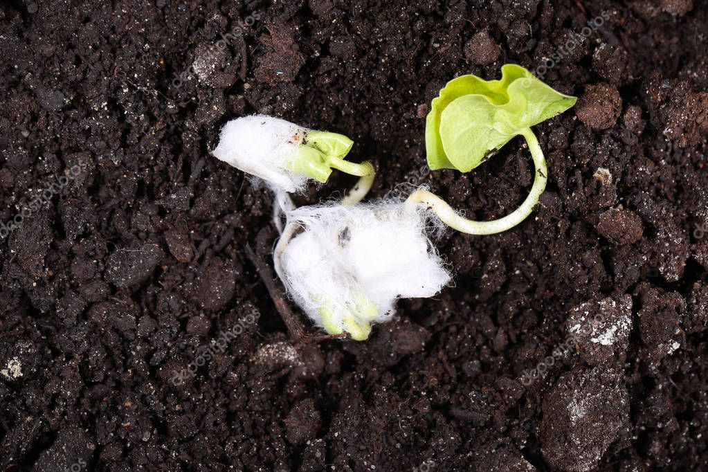 Cotton Seeds Sprouted Ready Planting — Stock Photo
