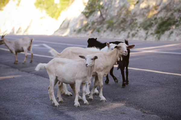 goats animals walk on the road in summer