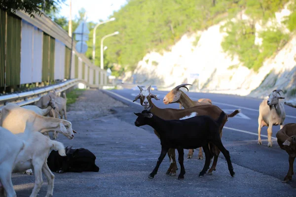 goats animals walk on the road in summer