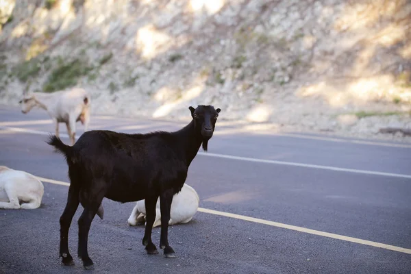 goats animals walk on the road in summer