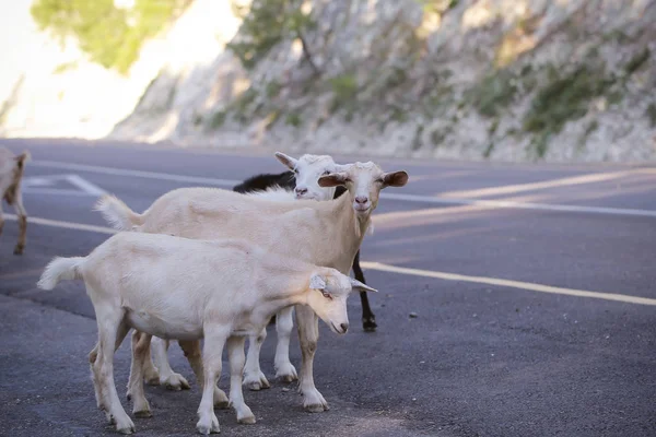 goats animals walk on the road in summer