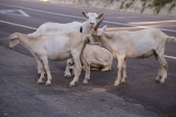 goats animals walk on the road in summer