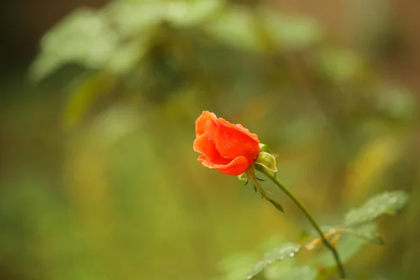 rose in the morning after the rain grows in nature