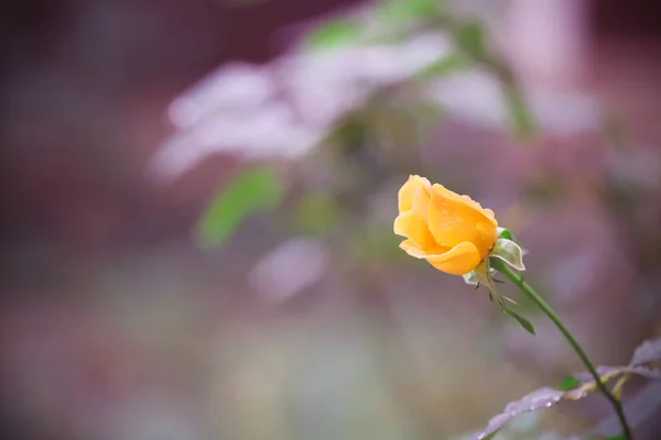 rose in the morning after the rain grows in nature