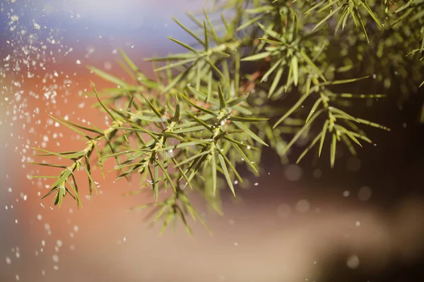 snow is on the street near the tree spruce background image