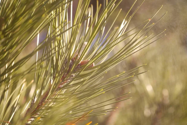 the plant grows outside in winter it rains and snows