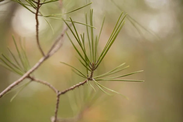 the plant grows outside in winter it rains and snows