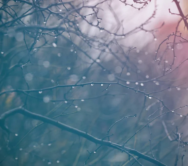 raindrops on the branch is raining