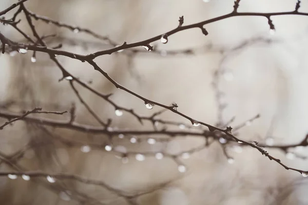 raindrops on the branch is raining