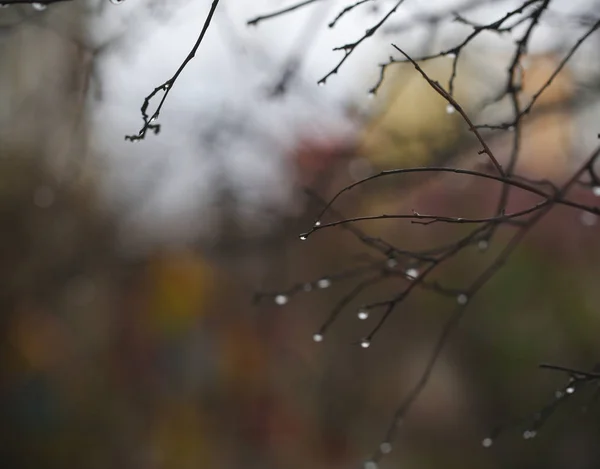 raindrops on the branch is raining