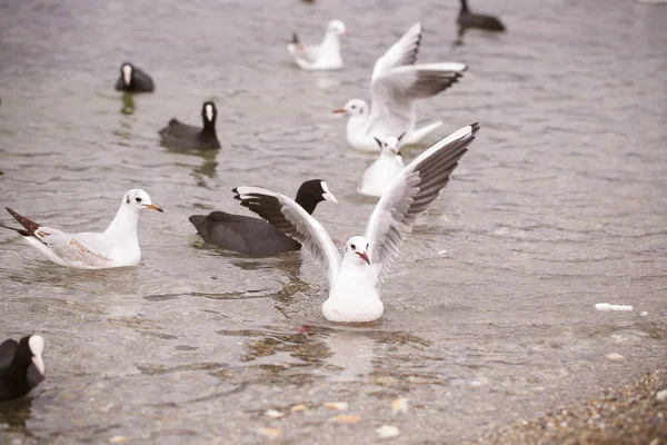 birds gulls and ducks on the beach eat and fight