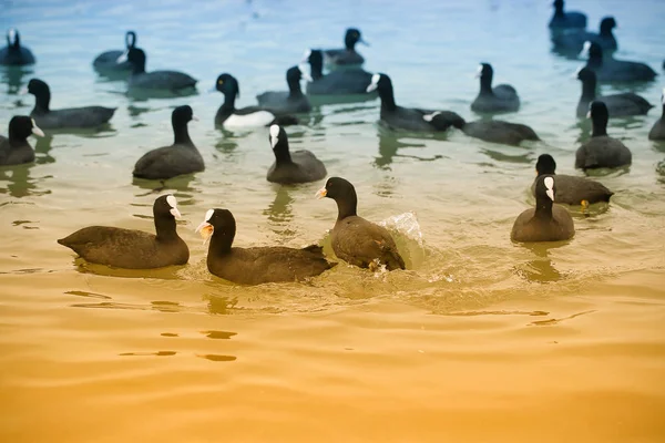 seagulls and ducks swim in the sea