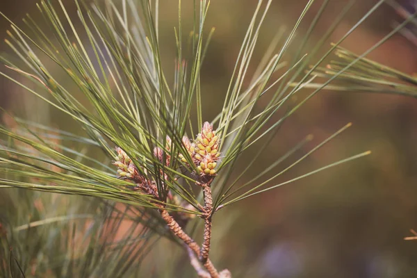 the young pine tree with pine cones and pollen