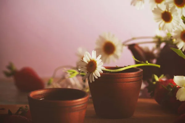 tea and chamomile flowers are on the table