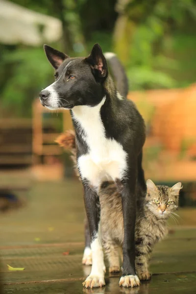 cat and dog playing outdoors
