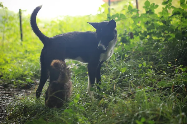 cat and dog playing outdoors