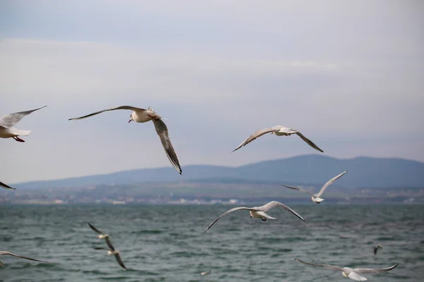 seagulls on the black sea on a Sunny day