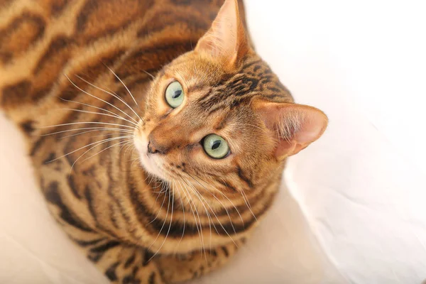 Bengal cat on a white background close up
