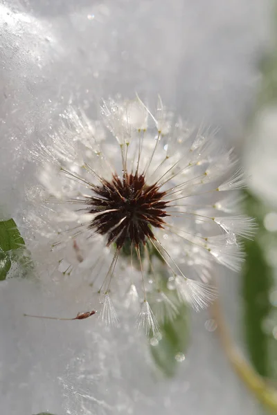 Spring flowers are frozen in the ice — Stock Image Spring Flowers Frozen Ice Stock Photo