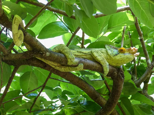 Madagaskar 'da bir ağaç dalında oturan yeşil yapraklara karşı kamufle olan bir Parsons Bukalemunu.