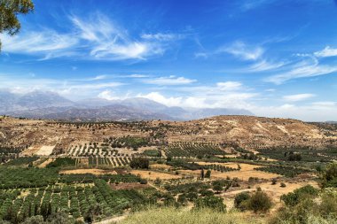 Akdeniz 'deki Girit adasındaki zeytin tarlaları (Yunanistan)