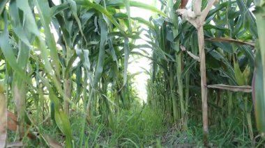 Bereketli yeşil mısır tarlaları, güneşin altında olgunlaşan genç mısır bitkileri, canlı bir tarım manzarası ve sürdürülebilir çiftçilik sergiliyor..