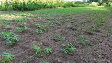 Genç yerfıstığı bitkileri kırsal bir tarımda büyüyor. Çevreleri barışçıl kırsal alanlarla çevrili.