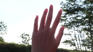 El Orman Arkaplanı ile Parlak Güneş Işığına Uzanıyor. Sunshine 'ı teslim edin.