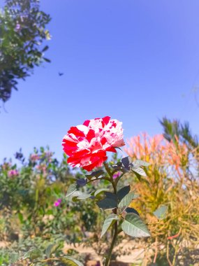 Close up red white rose flower plant or rosa Rubiginosa with blue sky and some green grasses in sun light in season beginning to bloom.  clipart