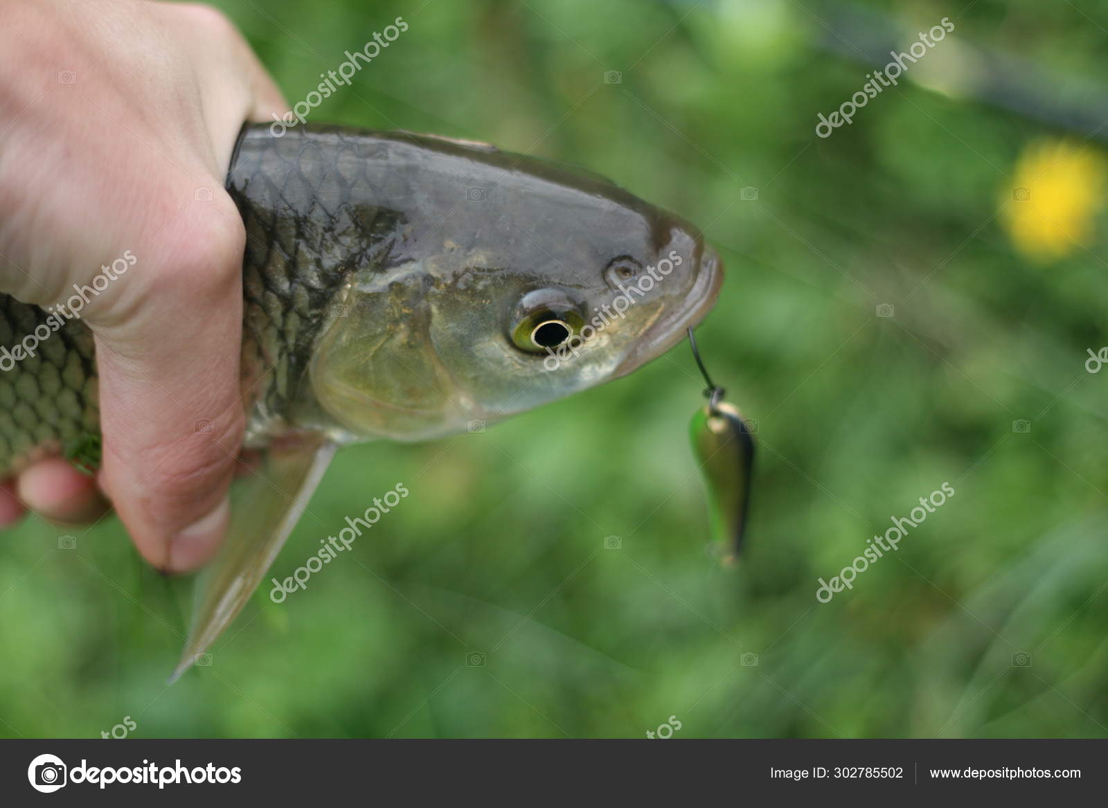 Chub Fish Angler's Hand Close — Stock Photo © MaksimBridge #302785502