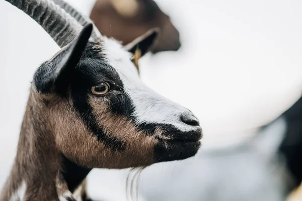 Goat close up. White nose, black brown face. Horns. High quality photo