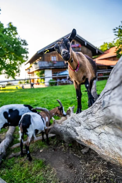 Goats grazing at farm in a herd. Farmlive at sunset. High quality photo