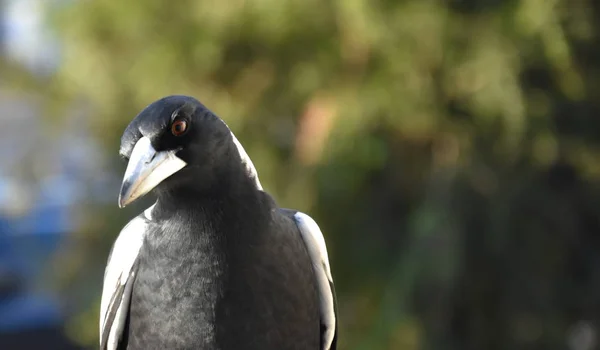 Avustralya Saksağanı Kuş Türü Bir Çit Üzerinde Siyah Beyaz Tüyleri — Stok fotoğraf